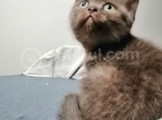 Çikolata 2 Aylık Dişi görsel
