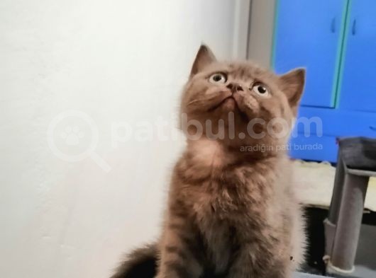 Çikolata 2 Aylık Dişi görsel