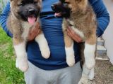 Amerikan Akita Yavrularımız