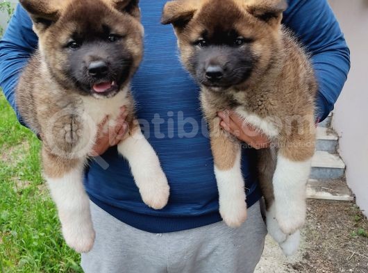 Amerikan Akita Yavrularımız