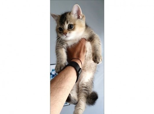 British Shorthair görsel