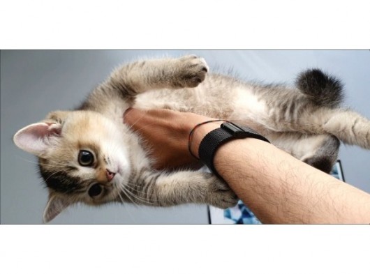 British Shorthair görsel