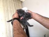 15 Gün Sonra Teslim Scottish Fold Yavrular