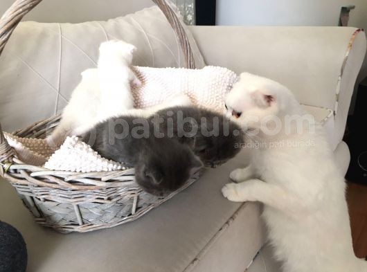 15 Gün Sonra Teslim Scottish Fold Yavrular görsel