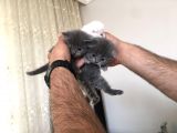 15 Gün Sonra Teslim Scottish Fold Yavrular