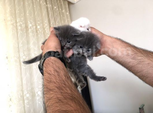 15 Gün Sonra Teslim Scottish Fold Yavrular görsel