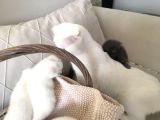 15 Gün Sonra Teslim Scottish Fold Yavrular
