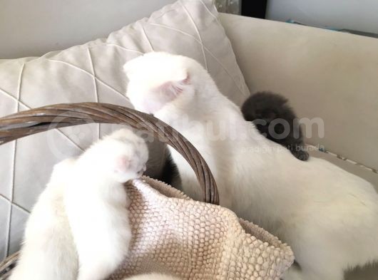 15 Gün Sonra Teslim Scottish Fold Yavrular görsel