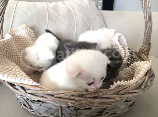 15 Gün Sonra Teslim Scottish Fold Yavrular görsel