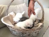 15 Gün Sonra Teslim Scottish Fold Yavrular
