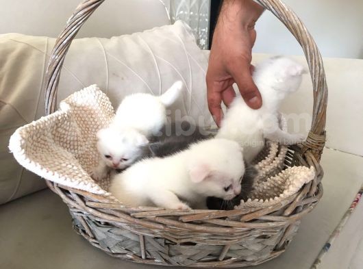 15 Gün Sonra Teslim Scottish Fold Yavrular görsel