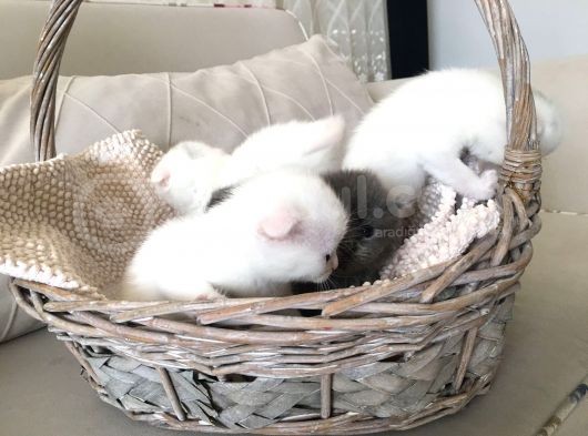 15 Gün Sonra Teslim Scottish Fold Yavrular görsel