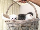 15 Gün Sonra Teslim Scottish Fold Yavrular