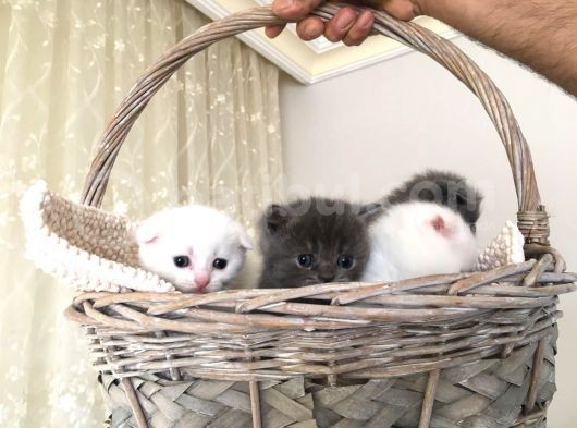 15 Gün Sonra Teslim Scottish Fold Yavrular görsel