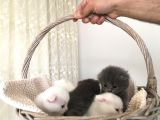 15 Gün Sonra Teslim Scottish Fold Yavrular
