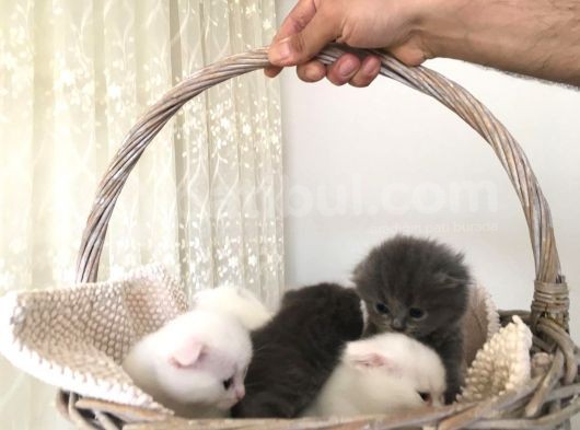 15 Gün Sonra Teslim Scottish Fold Yavrular görsel