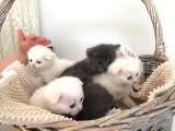 15 Gün Sonra Teslim Scottish Fold Yavrular