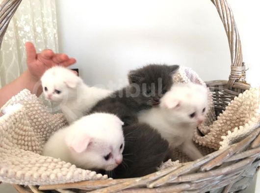 15 Gün Sonra Teslim Scottish Fold Yavrular görsel
