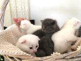 15 Gün Sonra Teslim Scottish Fold Yavrular