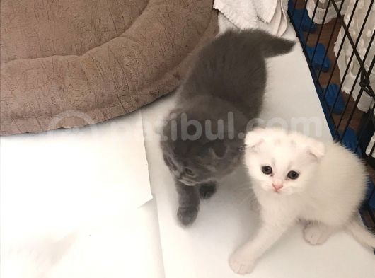 Hemen Teslim Sağlıklı Yavrular