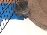 15 Gün Sonra Teslim Scottish Fold Yavrular
