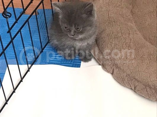 15 Gün Sonra Teslim Scottish Fold Yavrular görsel