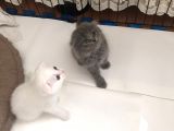 15 Gün Sonra Teslim Scottish Fold Yavrular