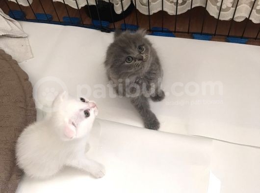 15 Gün Sonra Teslim Scottish Fold Yavrular görsel