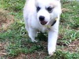 Anne Şampiyon Husky Yavrular