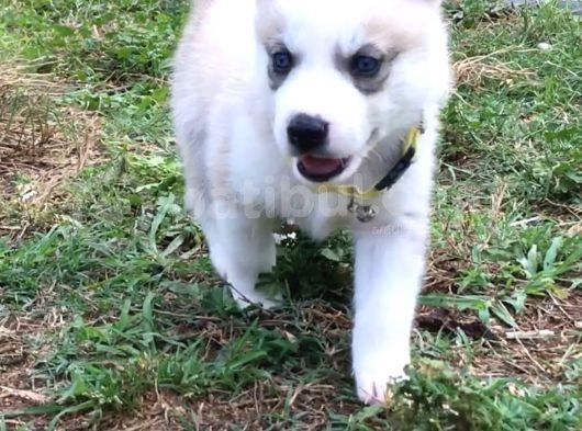 Anne Şampiyon Husky Yavrular