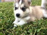 Anne Şampiyon Husky Yavrular