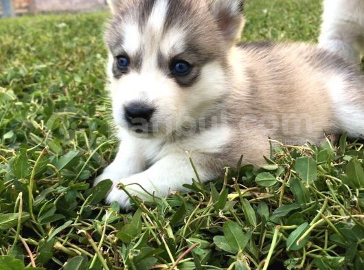 Anne Şampiyon Husky Yavrular görsel