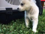 Anne Şampiyon Husky Yavrular