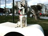 Anne Şampiyon Husky Yavrular