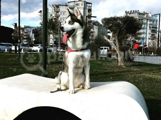 Anne Şampiyon Husky Yavrular görsel