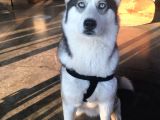 Anne Şampiyon Husky Yavrular