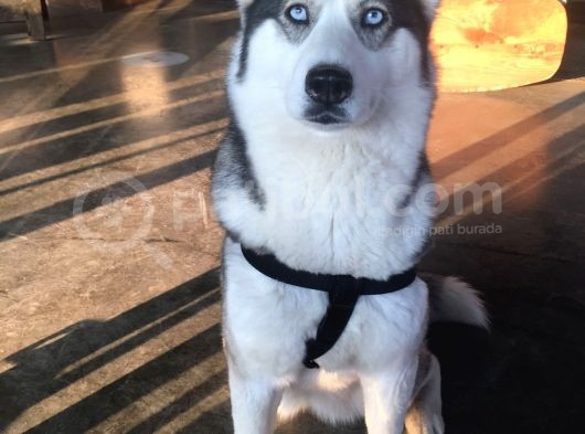 Anne Şampiyon Husky Yavrular görsel