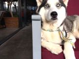 Anne Şampiyon Husky Yavrular