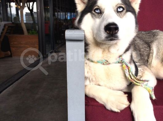 Anne Şampiyon Husky Yavrular görsel