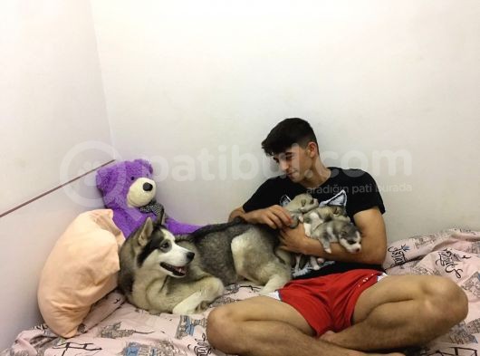 Anne Şampiyon Husky Yavrular görsel