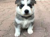 Anne Şampiyon Husky Yavrular