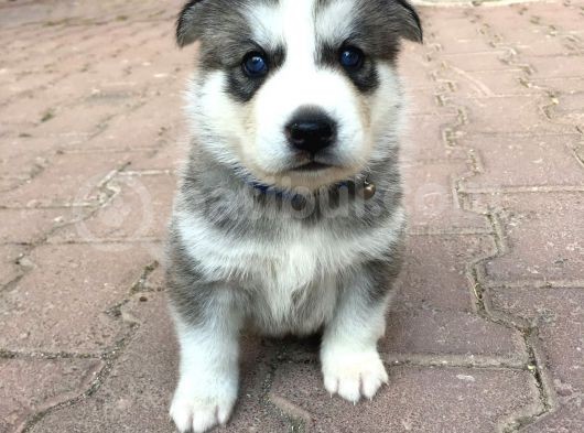 Anne Şampiyon Husky Yavrular görsel