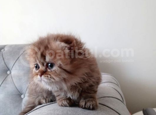 Scotish Fold Longhair, Blue Point Longhair Ve Lynx Point Yavrularımız