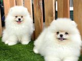 Teddy Bear Pomeranian Boo Yavrularımız