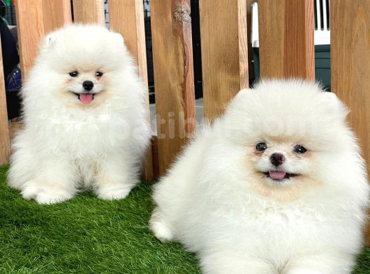 Teddy Bear Pomeranian Boo Yavrularımız
