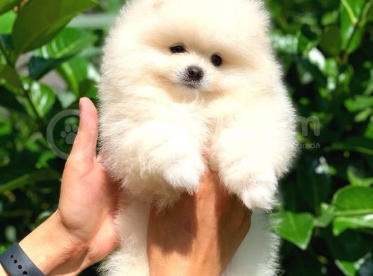 Safkan Pomeranian Boo Arayanlara görsel