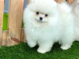 Teddy Bear Pomeranian Boo Yavrularımız