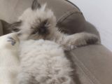 Scotish Fold Longhair, Blue Point Longhair Ve Lynx Point Yavrularımız