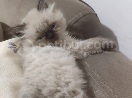 Scotish Fold Longhair, Blue Point Longhair Ve Lynx Point Yavrularımız görsel
