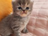 Safkan Sevimli Bebeklerimiz